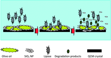 Graphical abstract: Nanoparticle modified QCM-based sensor for lipase activity determination