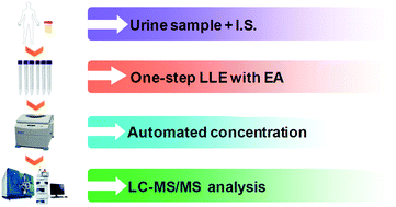 Graphical abstract: A rapid and sensitive liquid chromatography-tandem mass spectrometry method for the quantitation of S-phenylmercapturic acid in human urine
