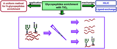 Graphical abstract: Retention mechanism and enrichment of glycopeptides on titanium dioxide