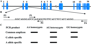 Graphical abstract: Tetra-primer ARMS-PCR is an efficient SNP genotyping method: An example from SIRT2