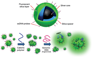 Graphical abstract: Direct molecular detection of SRY gene from unamplified genomic DNA by metal-enhanced fluorescence and FRET