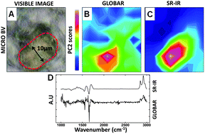 Graphical abstract: Investigation of blood vessels in glioblastoma at a micrometric scale: a comparative study by synchrotron and conventional micro-FTIR
