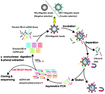Graphical abstract: Selection, identification and application of a DNA aptamer against Staphylococcus aureus enterotoxin A