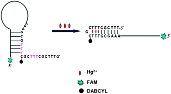 Graphical abstract: Simple and highly sensitive molecular beacon probe based on target-induced structure-switching DNA for mercury(ii) detection