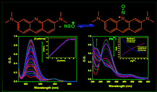Graphical abstract: Photophysical effects of nitric oxide and S-nitrosocysteine on acridine orange: use as sequential sensing platform for NO, cysteine, cysteine–NO and Hg2+ under physiological conditions