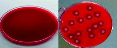 Graphical abstract: Immunodetection of Bacillus cereus haemolytic enterotoxin (HBL) in food samples