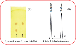 Graphical abstract: Enantioresolution of dl-selenomethionine by thin silica gel plates impregnated with (−) quinine and reversed-phase TLC and HPLC separation of diastereomers prepared with difluorodinitrobenzene based reagents having l-amino acids as chiral auxiliaries