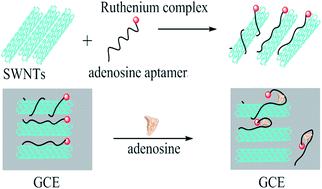 Graphical abstract: Simple and highly sensitive electrogenerated chemiluminescence adenosine aptasensor formed by adsorbing a ruthenium complex-tagged aptamer on single-walled carbon nanotubes
