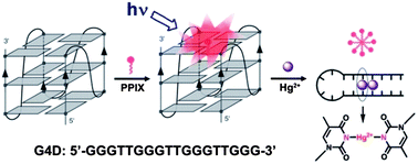 Graphical abstract: A label-free fluorescent sensor for Hg2+ based on target-induced structure-switching of G-quadruplex