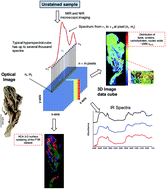 Graphical abstract: Application of 3-D surface reconstruction by mid- and near-infrared microscopic imaging for anatomical studies on Hericium coralloides basidiomata