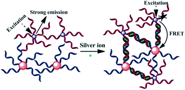 Graphical abstract: Time-gated fluorescence sensor for silver ions using Mn:CdS/ZnS quantum dots/DNA/gold nanoparticle complexes