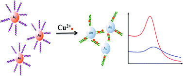 Graphical abstract: Colorimetric copper(ii) ion sensor based on the conformational change of peptide immobilized onto the surface of gold nanoparticles