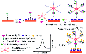 Graphical abstract: A novel electrochemical immunosensor based on dual signal amplification of gold nanoparticles and telomerase extension reaction