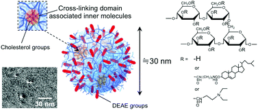 Graphical abstract: Cationic amphiphilic polysaccharide nanoballs: protein stabilization and intracellular delivery by nano-encapsulation