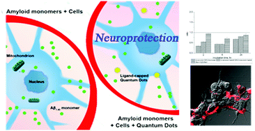 Graphical abstract: N-Acetyl-l-cysteine capped quantum dots offer neuronal cell protection by inhibiting beta (1–40) amyloid fibrillation