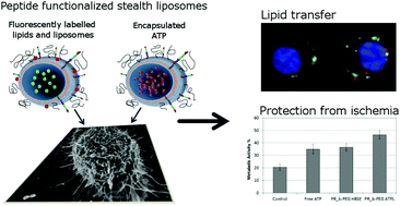 Graphical abstract: Maintenance of ischemic β cell viability through delivery of lipids and ATP by targeted liposomes