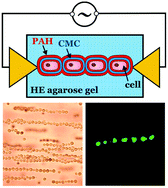 Graphical abstract: Scaffold free fabrication of linear multicellular assemblies by dielectrophoretic hydrogel trapping technique