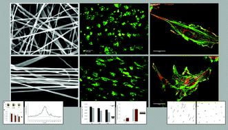 Graphical abstract: Fibrinogen nanofibers for guiding endothelial cell behavior