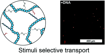 Graphical abstract: Programmable polymer-DNA hydrogels with dual input and multiscale responses