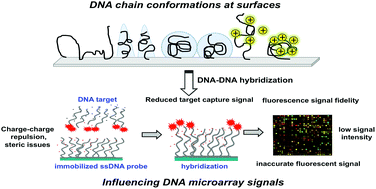Graphical abstract: Biophysical properties of nucleic acids at surfaces relevant to microarray performance
