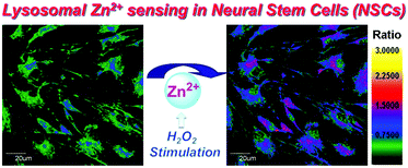 Graphical abstract: Ratiometric fluorescence imaging of lysosomal Zn2+ release under oxidative stress in neural stem cells