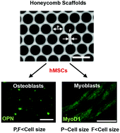 Graphical abstract: Honeycomb-shaped surface topography induces differentiation of human mesenchymal stem cells (hMSCs): uniform porous polymer scaffolds prepared by the breath figure technique