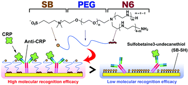 Graphical abstract: Sulfobetaine-terminated PEG improves the qualities of an immunosensing surface
