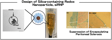 Graphical abstract: Design and use of silica-containing redox nanoparticles, siRNPs, for high-performance peritoneal dialysis