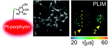 Graphical abstract: Small molecule phosphorescent probes for O2 imaging in 3D tissue models