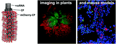 Graphical abstract: Molecular farming of fluorescent virus-based nanoparticles for optical imaging in plants, human cells and mouse models