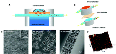 Graphical abstract: Translocation of flexible polymersomes across pores at the nanoscale