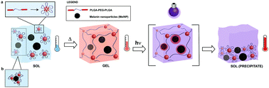 Graphical abstract: Photoresponsive hydrogel networks using melanin nanoparticle photothermal sensitizers