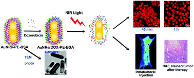 Graphical abstract: Drug loaded multilayered gold nanorods for combined photothermal and chemotherapy