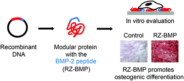 Graphical abstract: Incorporating the BMP-2 peptide in genetically-engineered biomaterials accelerates osteogenic differentiation