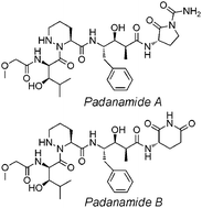 Graphical abstract: Total synthesis of padanamides A and B