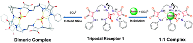 Graphical abstract: Squaramide-based tripodal receptors for selective recognition of sulfate anion