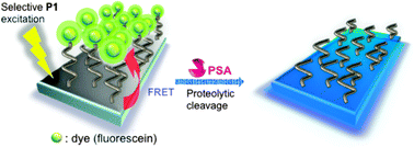 Graphical abstract: A conjugated polymer–peptide hybrid system for prostate-specific antigen (PSA) detection