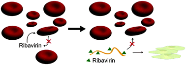 Graphical abstract: Macromolecular prodrugs of ribavirin combat side effects and toxicity with no loss of activity of the drug