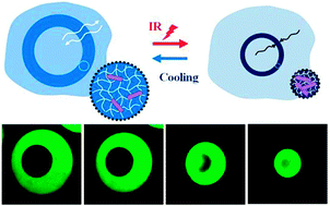 Graphical abstract: Microfluidic fabrication of photo-responsive hydrogel capsules