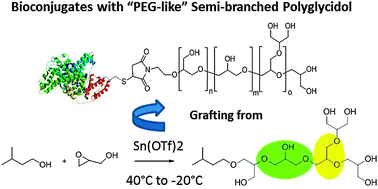 Graphical abstract: Controlled branching of polyglycidol and formation of protein–glycidol bioconjugates via a graft-from approach with “PEG-like” arms