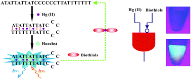 Graphical abstract: “Molecular beacon”-directed fluorescence of Hoechst dyes for visual detection of Hg(ii) and biothiols and its application for a logic gate