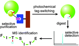 Graphical abstract: Photoaffinity casting of a coumarin flag for rapid identification of ligand-binding sites within protein