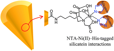 Graphical abstract: Silicatein conjugation inside nanoconfined geometries through immobilized NTA–Ni(ii) chelates