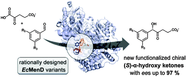Graphical abstract: (S)-Selective MenD variants from Escherichia coli provide access to new functionalized chiral α-hydroxy ketones