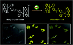 Graphical abstract: Thiol-specific phosphorescent imaging in living cells with an azobis(2,2′-bipyridine)-bridged dinuclear iridium(iii) complex