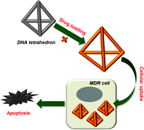 Graphical abstract: Drug delivery by a self-assembled DNA tetrahedron for overcoming drug resistance in breast cancer cells