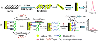Graphical abstract: Efficient quenching of electrochemiluminescence from K-doped graphene–CdS:Eu NCs by G-quadruplex–hemin and target recycling-assisted amplification for ultrasensitive DNA biosensing