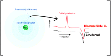 Graphical abstract: Cold crystallisation behaviour of water molecules in ionic liquids as a screening method to evaluate biocompatibility of the hydrated ionic liquids