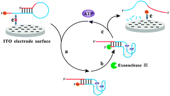 Graphical abstract: Homogeneous electrochemical aptamer-based ATP assay with signal amplification by exonuclease III assisted target recycling