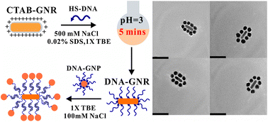Graphical abstract: A facile and efficient method to modify gold nanorods with thiolated DNA at a low pH value